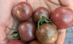 Featured image of post Black Cherry Tomato