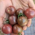 Black Cherry Tomato