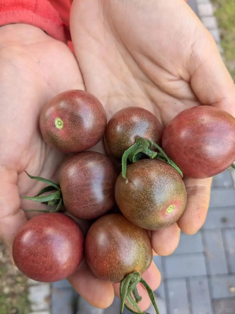 Featured image of post Black Cherry Tomato